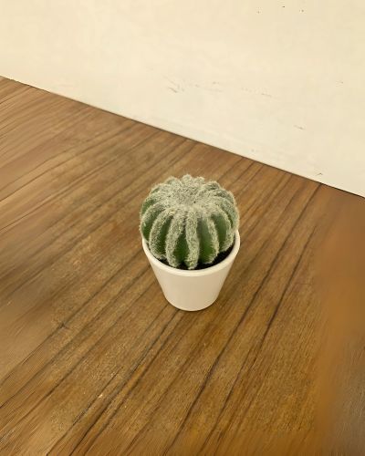 Succulent Notocactus