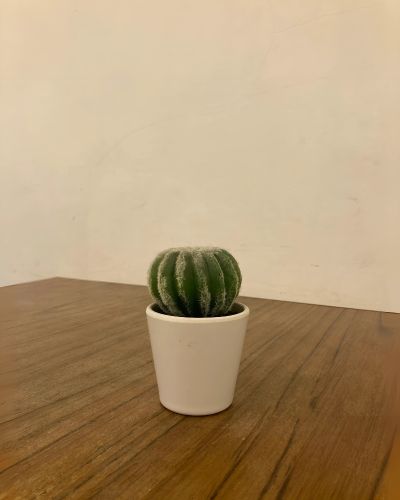 Succulent Notocactus